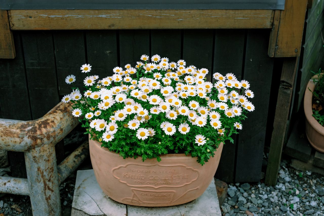 Vibrant daisies bloom in a terracotta pot, adding charm to a rustic Japanese setting.