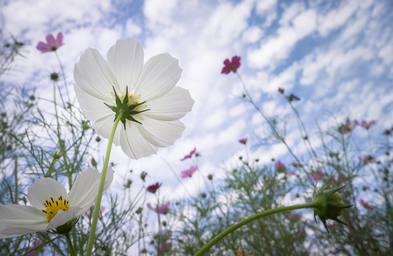 cosmos, flower background, autumn, nature, flower, plant, flower wallpaper, beautiful flowers, swank, autumn scenery, sky, petal, blossom, purple, outdoor, cloud, beautiful, white